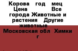 Корова 1 год 4 мец › Цена ­ 27 000 - Все города Животные и растения » Другие животные   . Московская обл.,Химки г.
